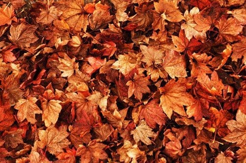 Leaves.