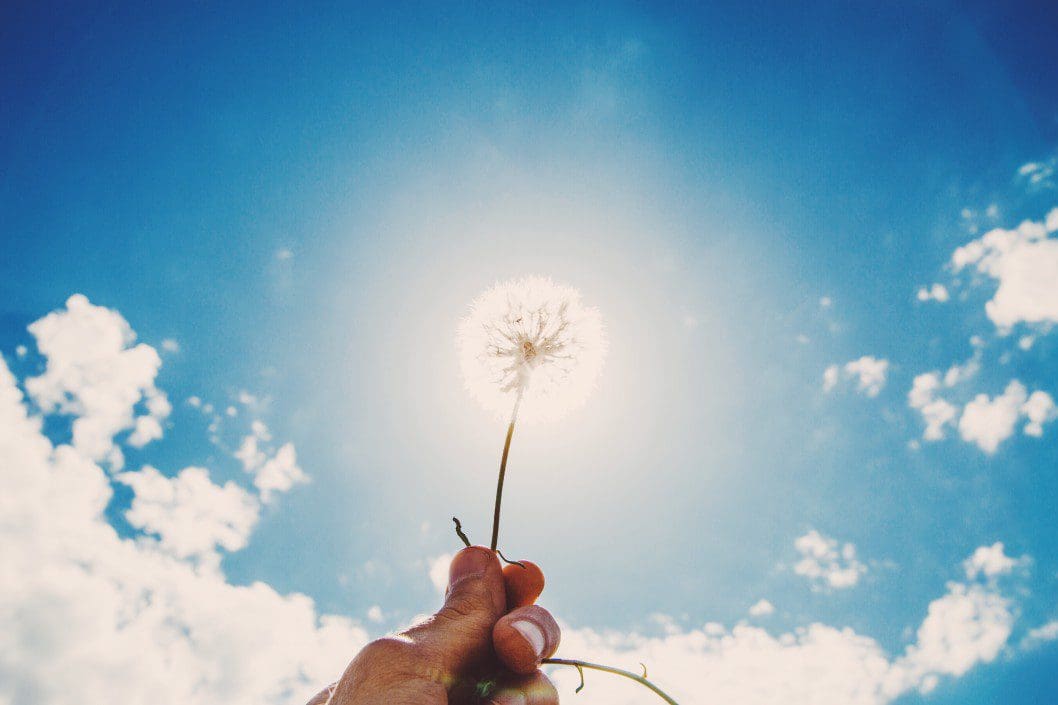 Dandelion